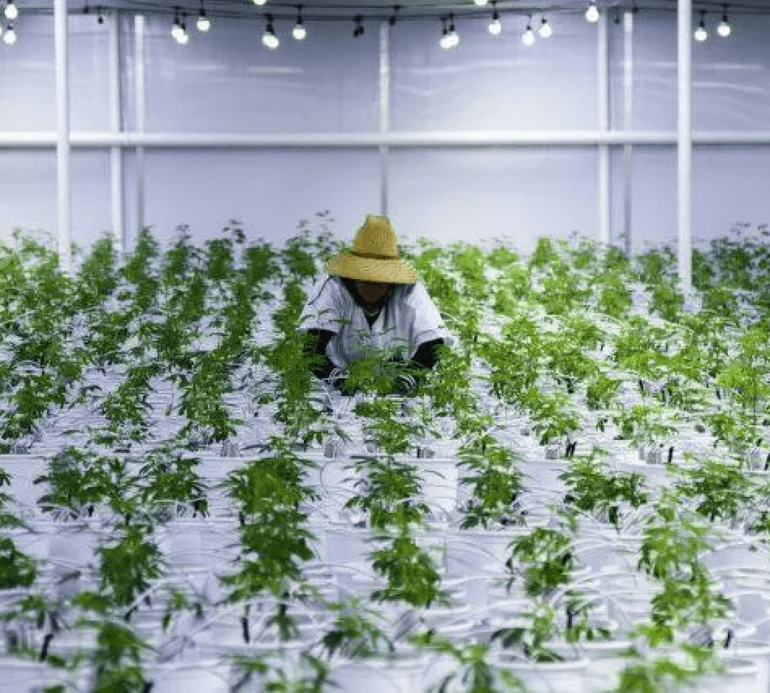 Josh Del Rosso, Founder and Managing Director of Josh D Farms