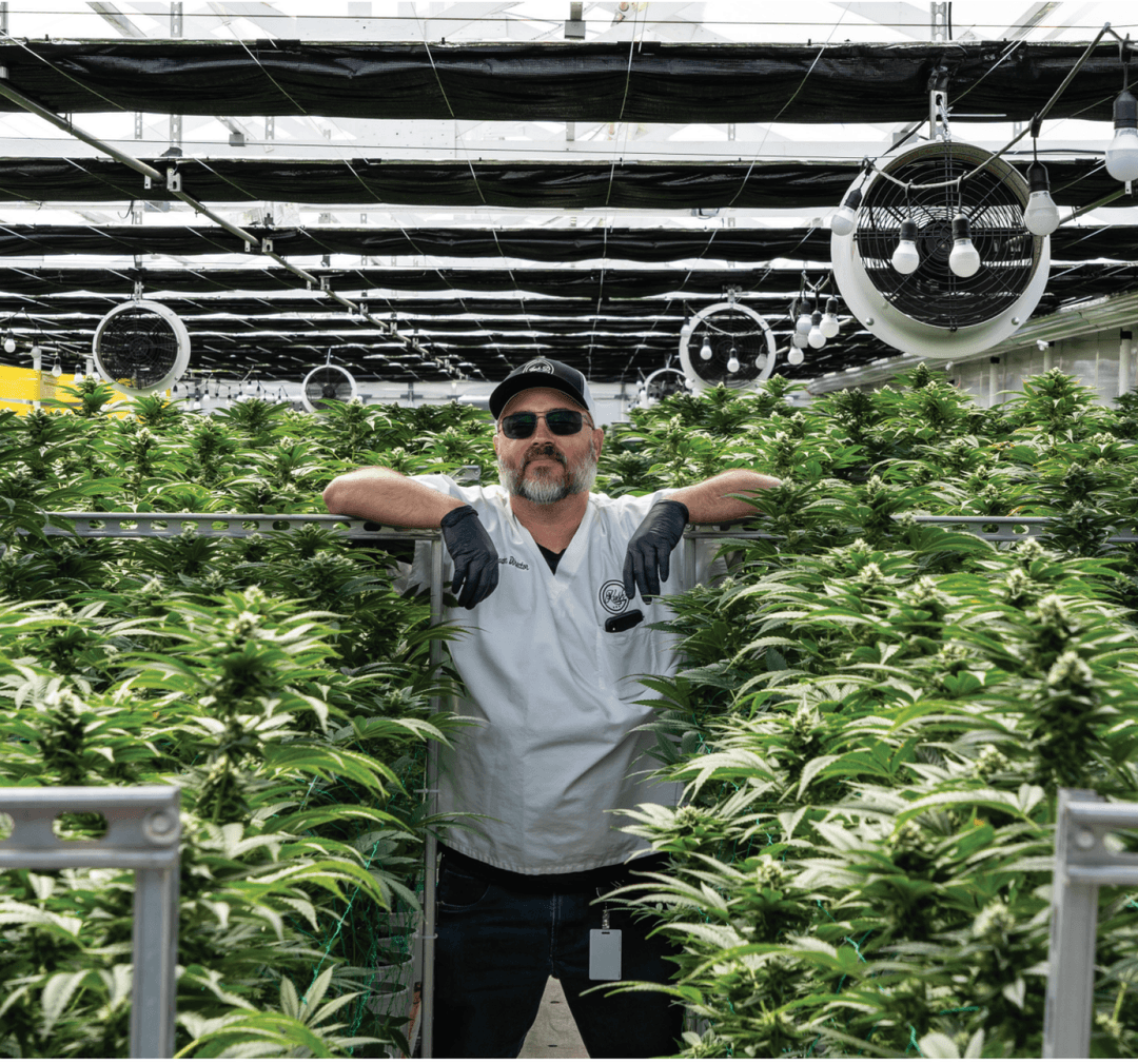OG Kush: A Quarter Century of Gas