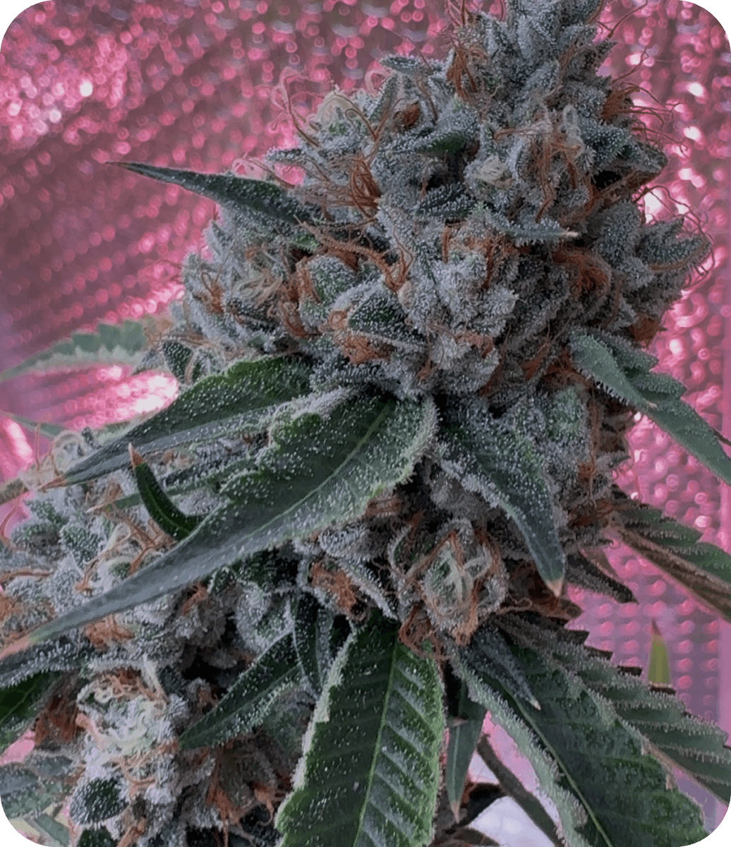 Bonded by Bud bud photo 1