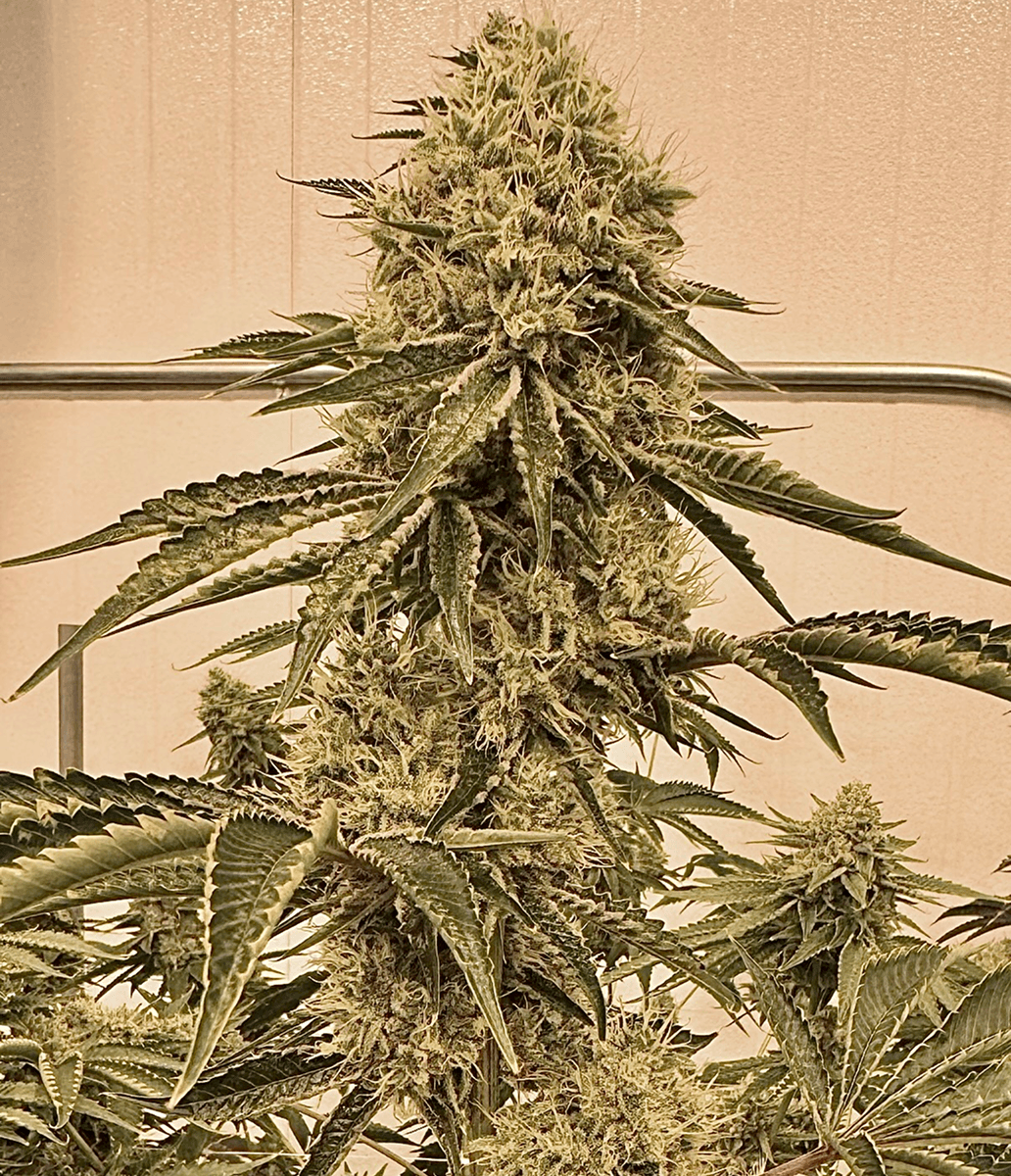 Bonded by Bud bud photo 2