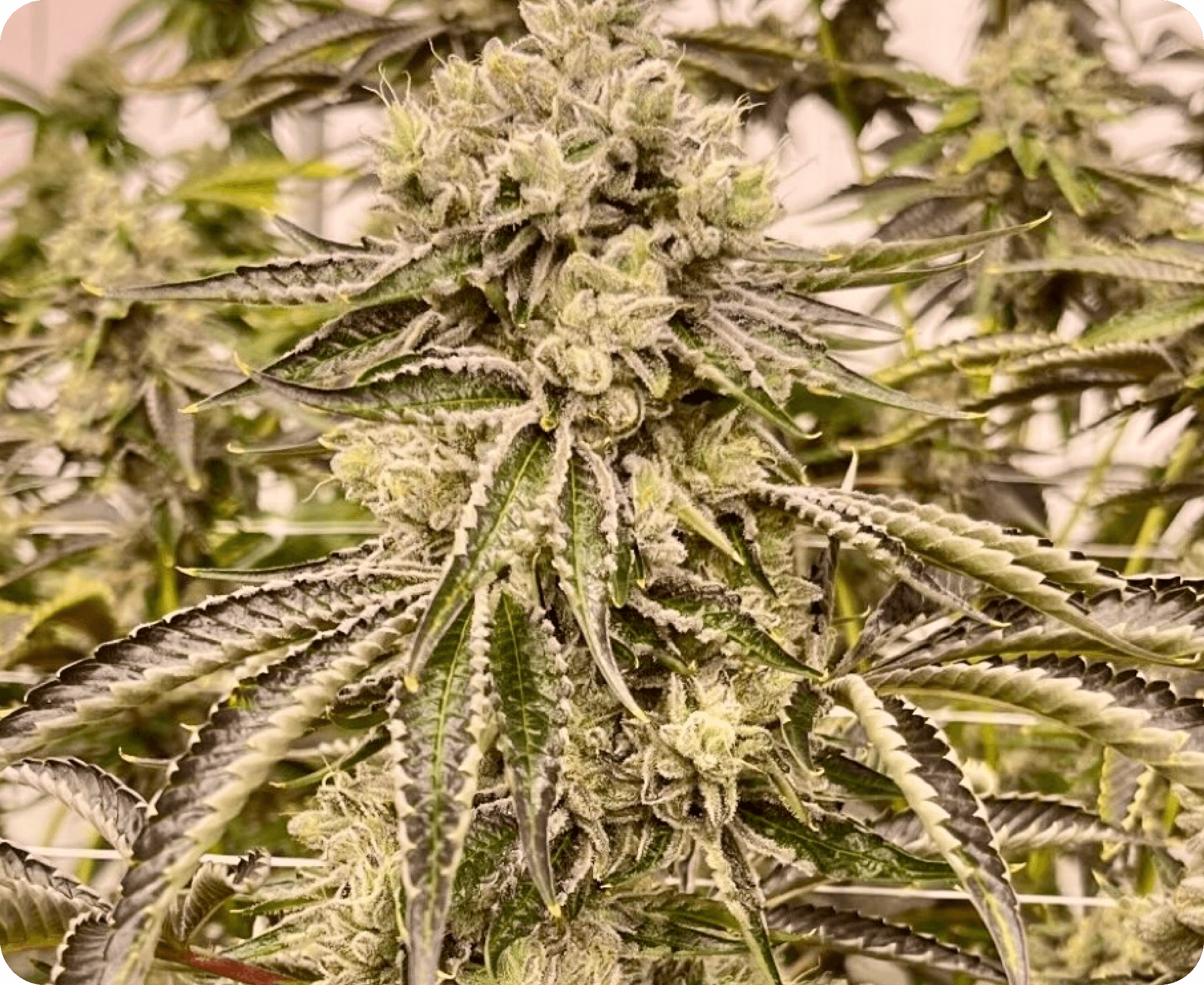 Bonded by Bud bud photo 4