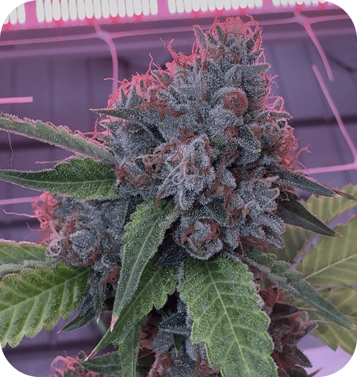 Bonded by Bud thumbnail 1