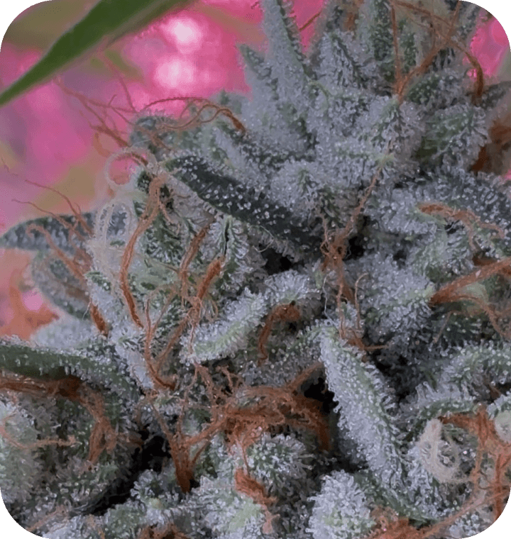 Bonded by Bud thumbnail 2