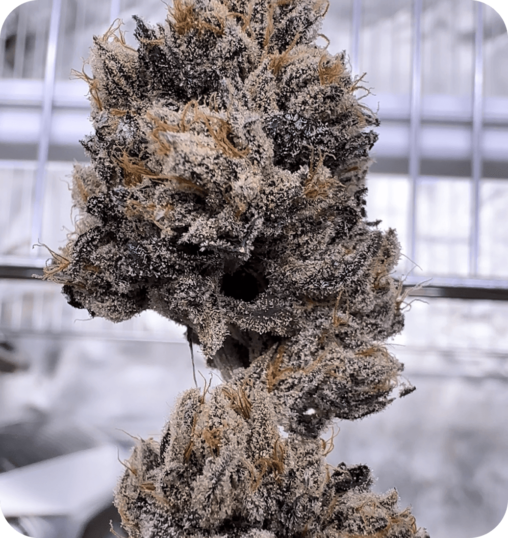 Love Lÿfe bud photo 1