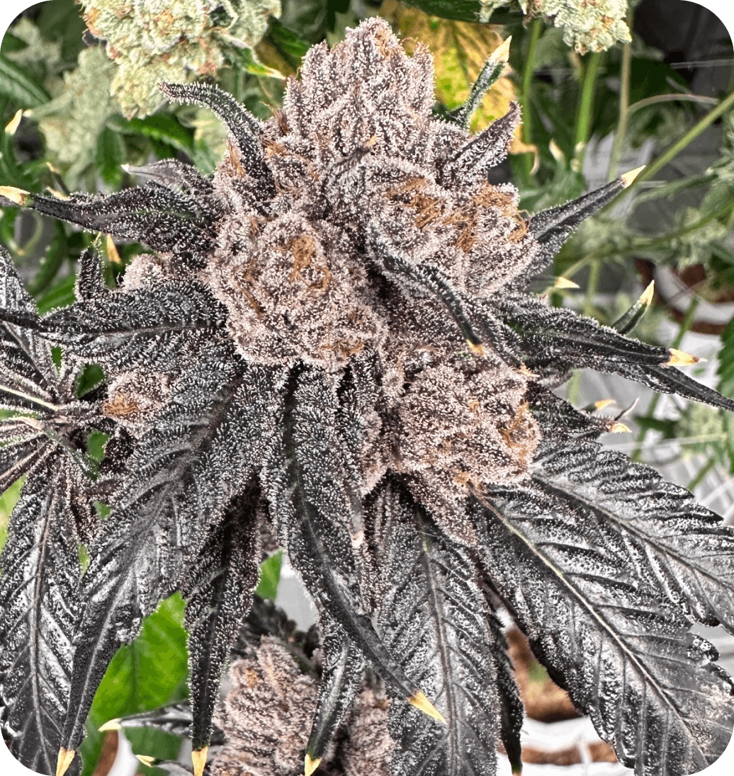 Love Lÿfe bud photo 2