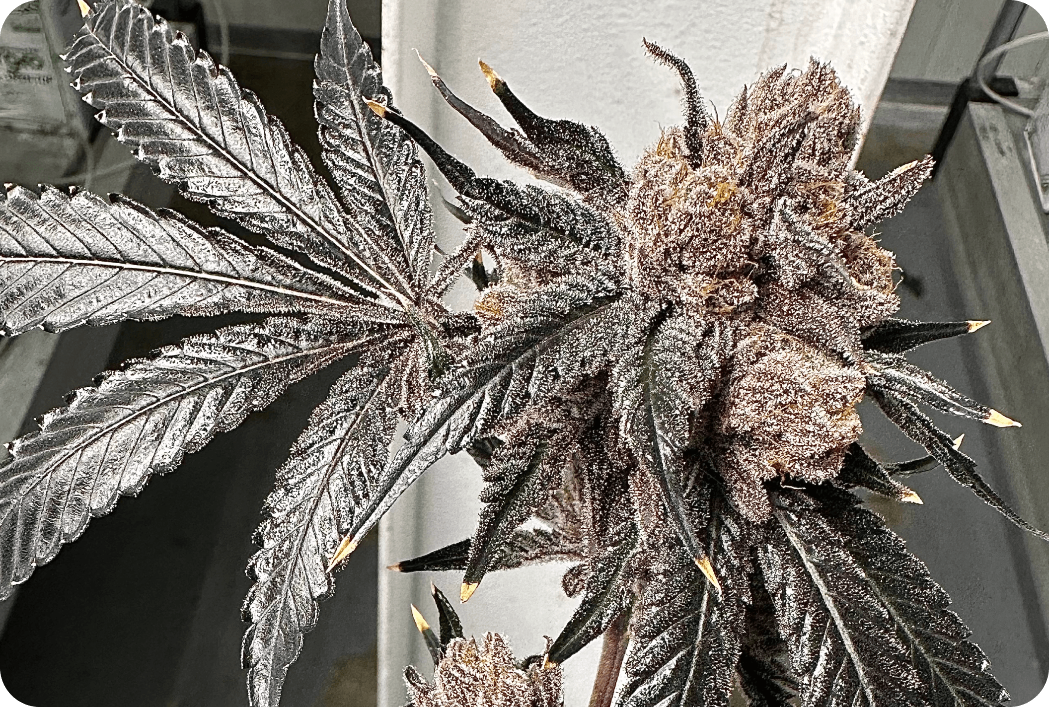 Love Lÿfe bud photo 4