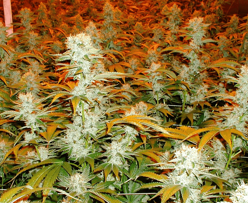 Cannabis buds with orange pistils