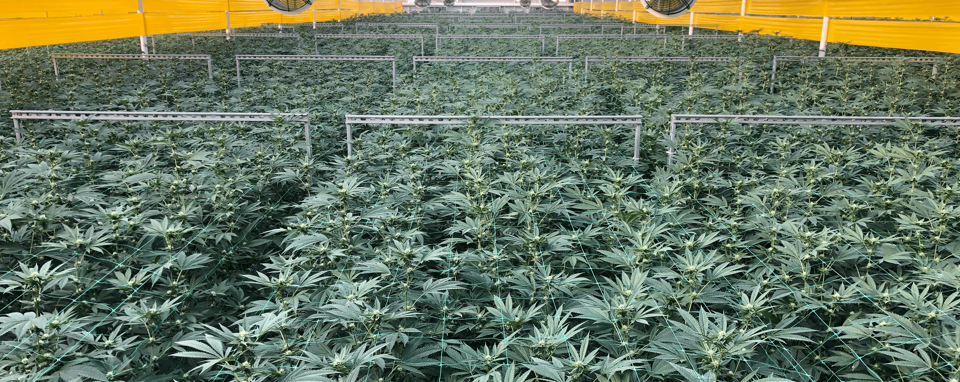 Indoor cannabis cultivation facility