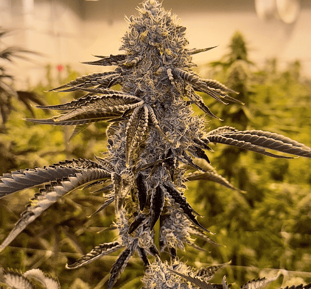 Turtle’s Key Club bud photo 1