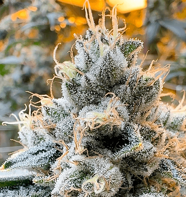 Metamorpheus F2 thumbnail 1