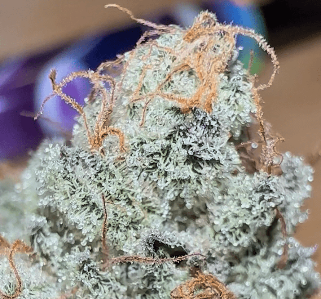 Metamorpheus F2 bud photo 2