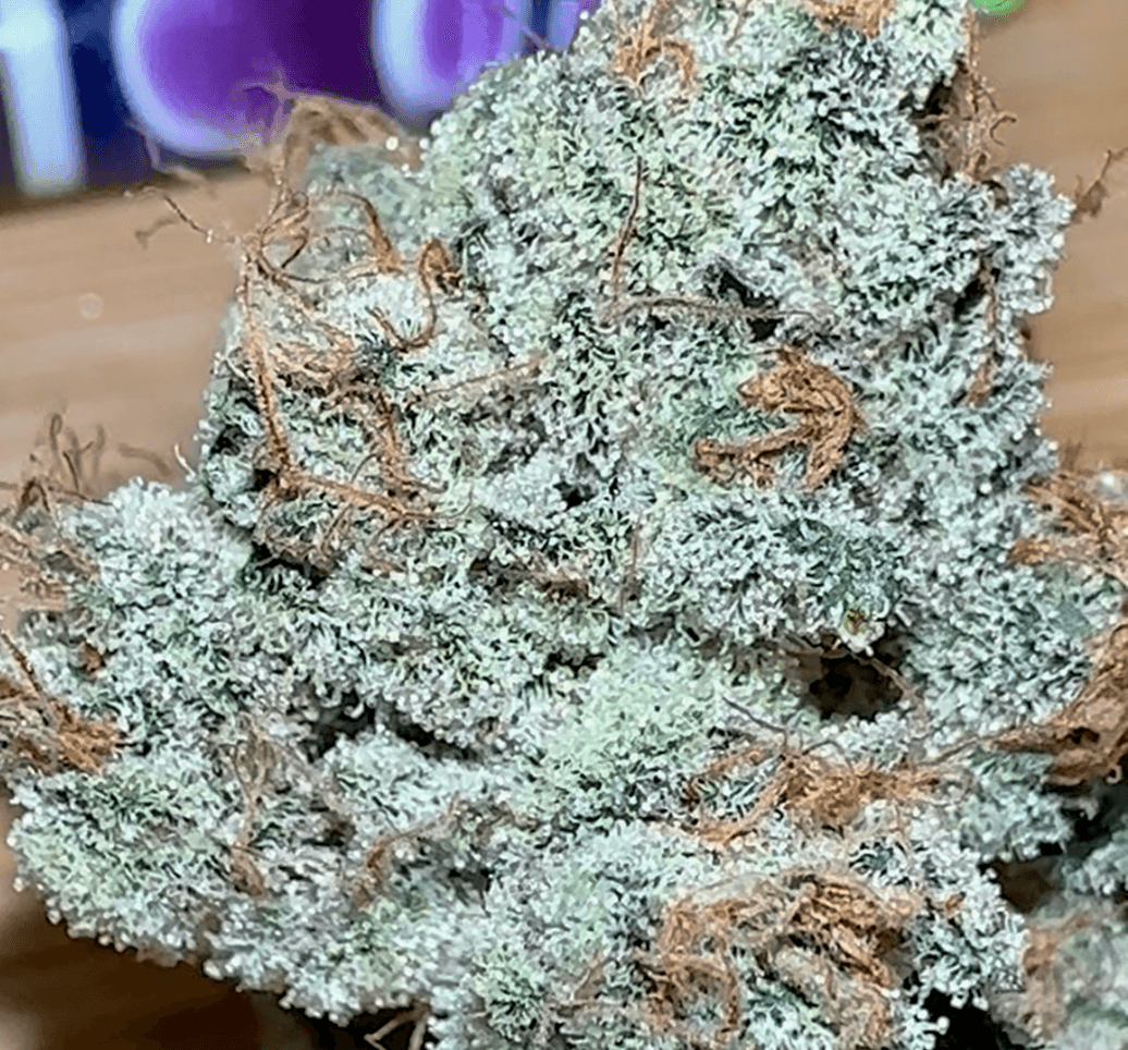 Metamorpheus F2 bud photo 1