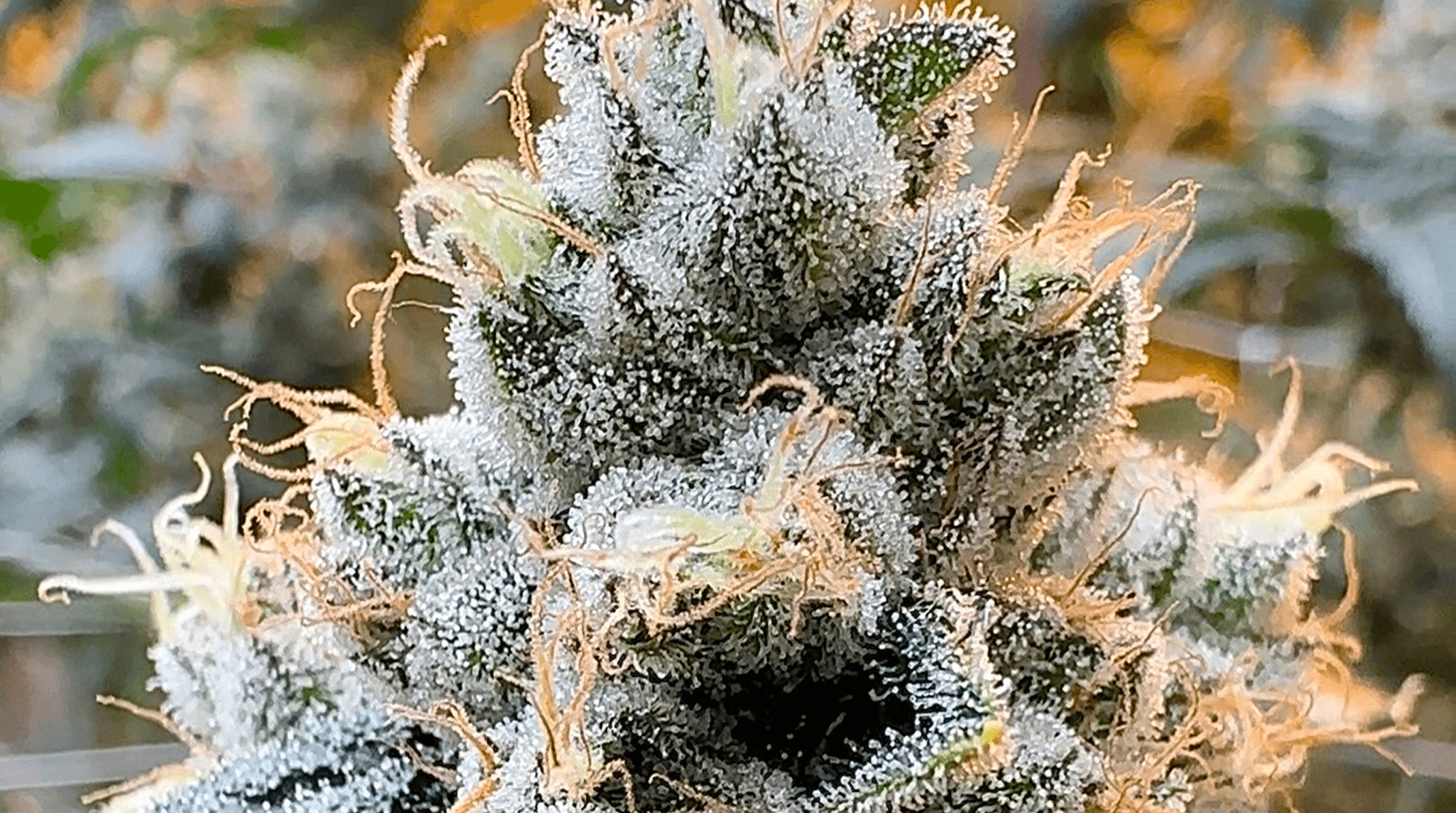 Metamorpheus F2 bud photo 4