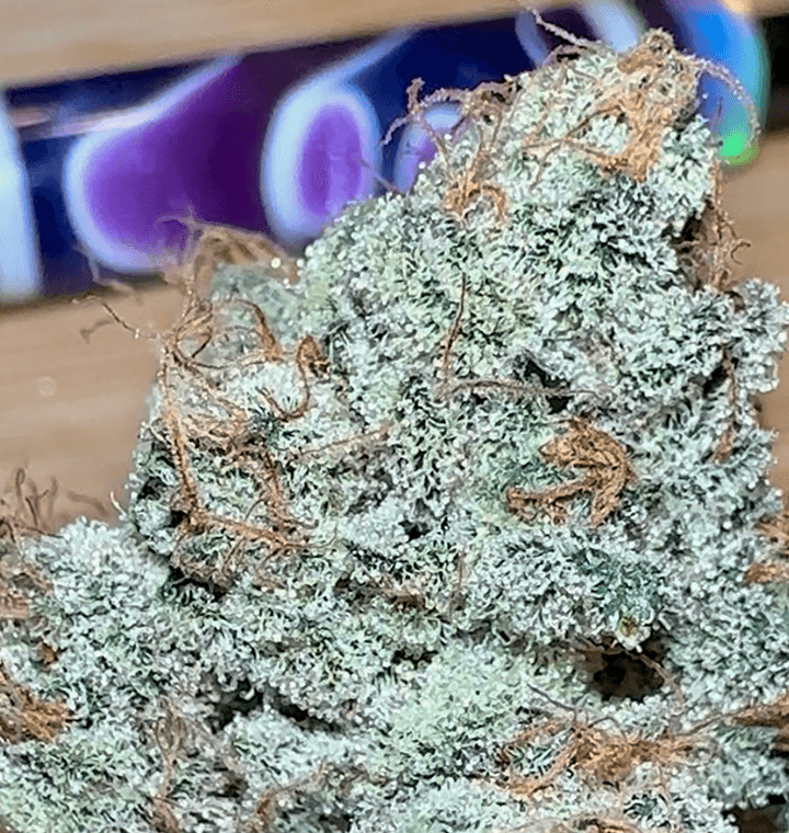 Metamorpheus F2 thumbnail 2