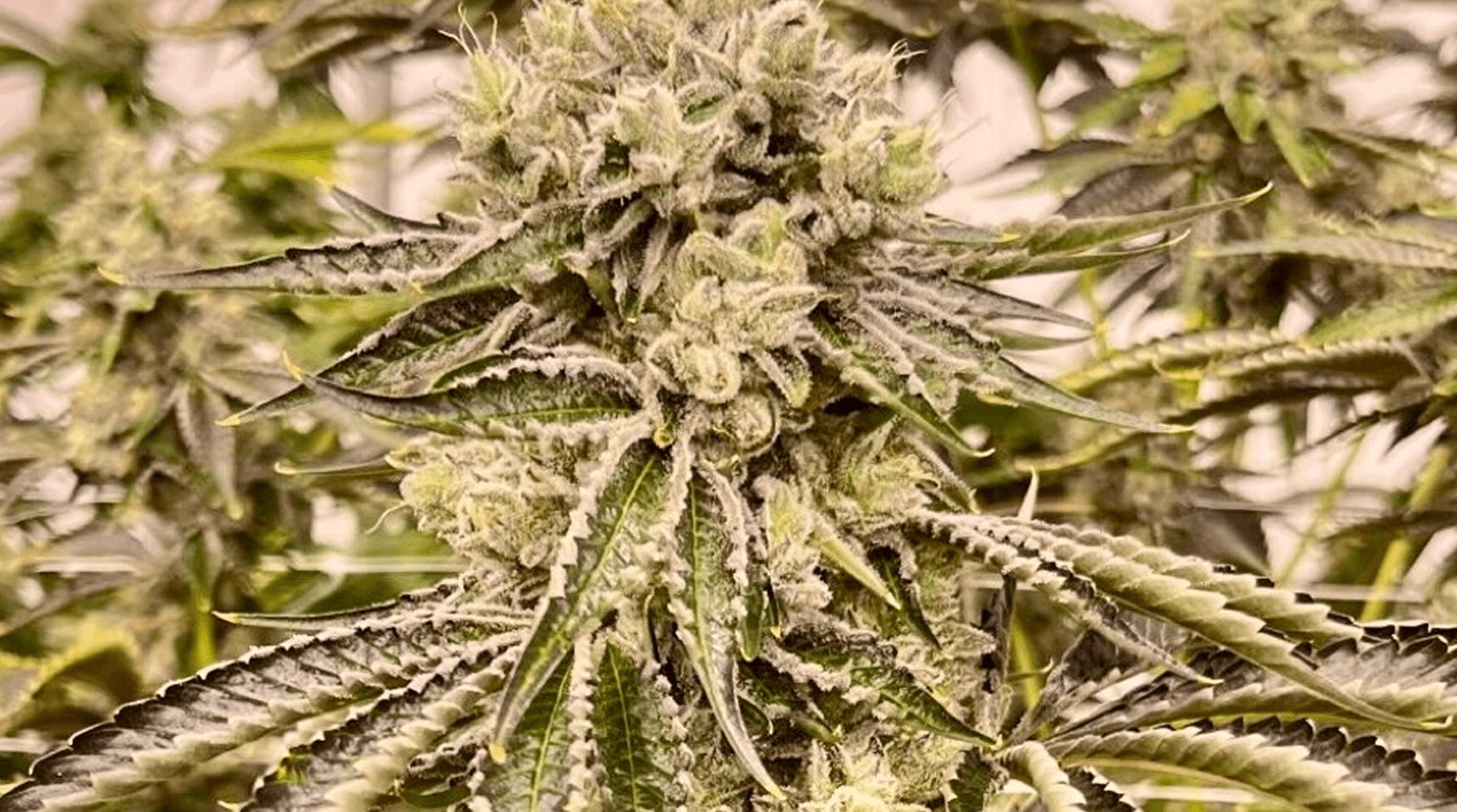 Bonded by Bud bud photo 4