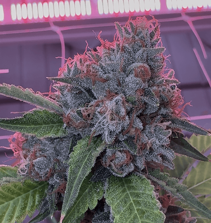 Bonded by Bud thumbnail 1