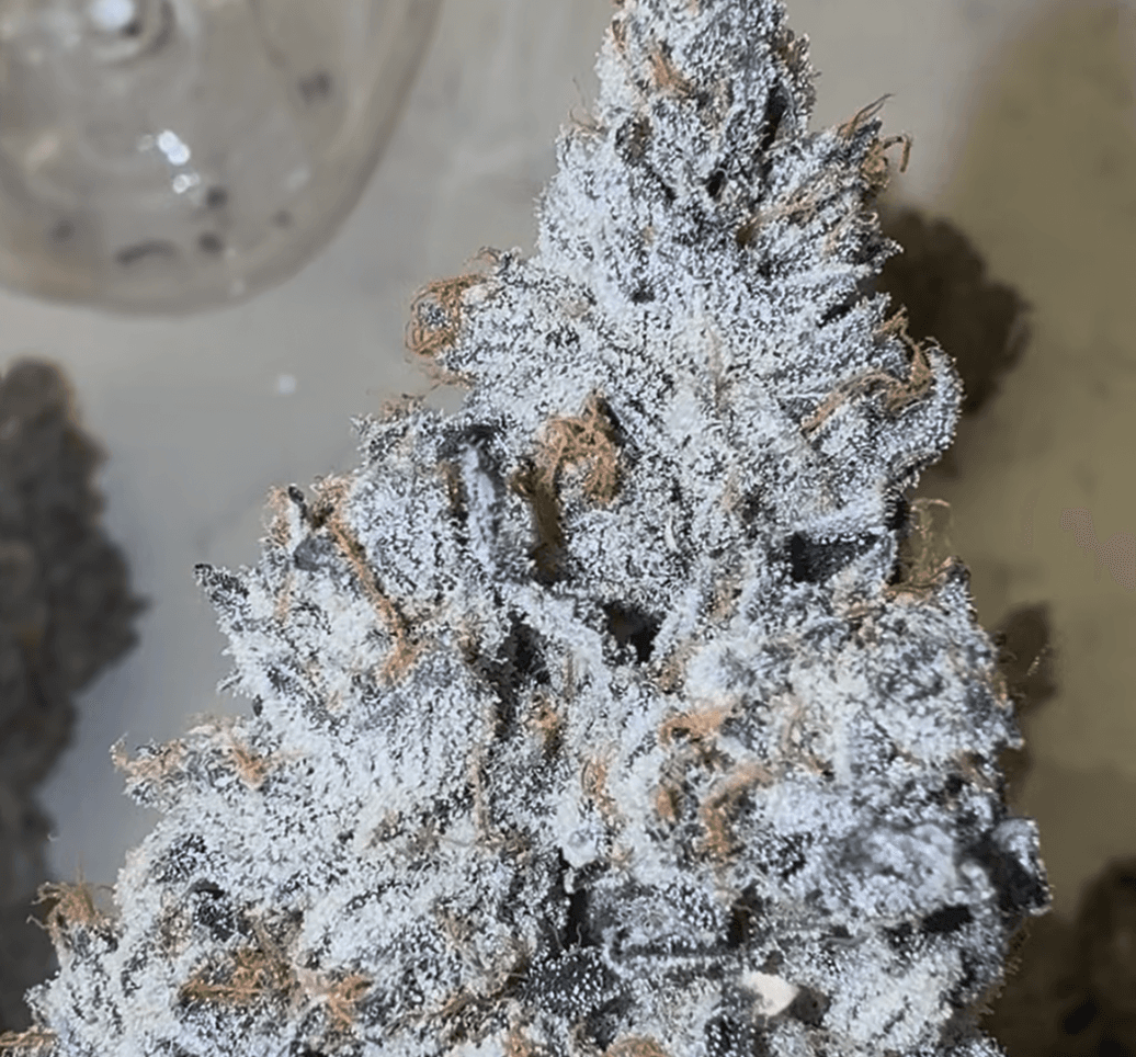 Ojos Locos bud photo 1