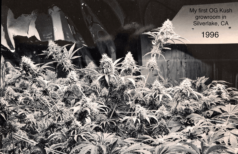 Black and white cannabis photography