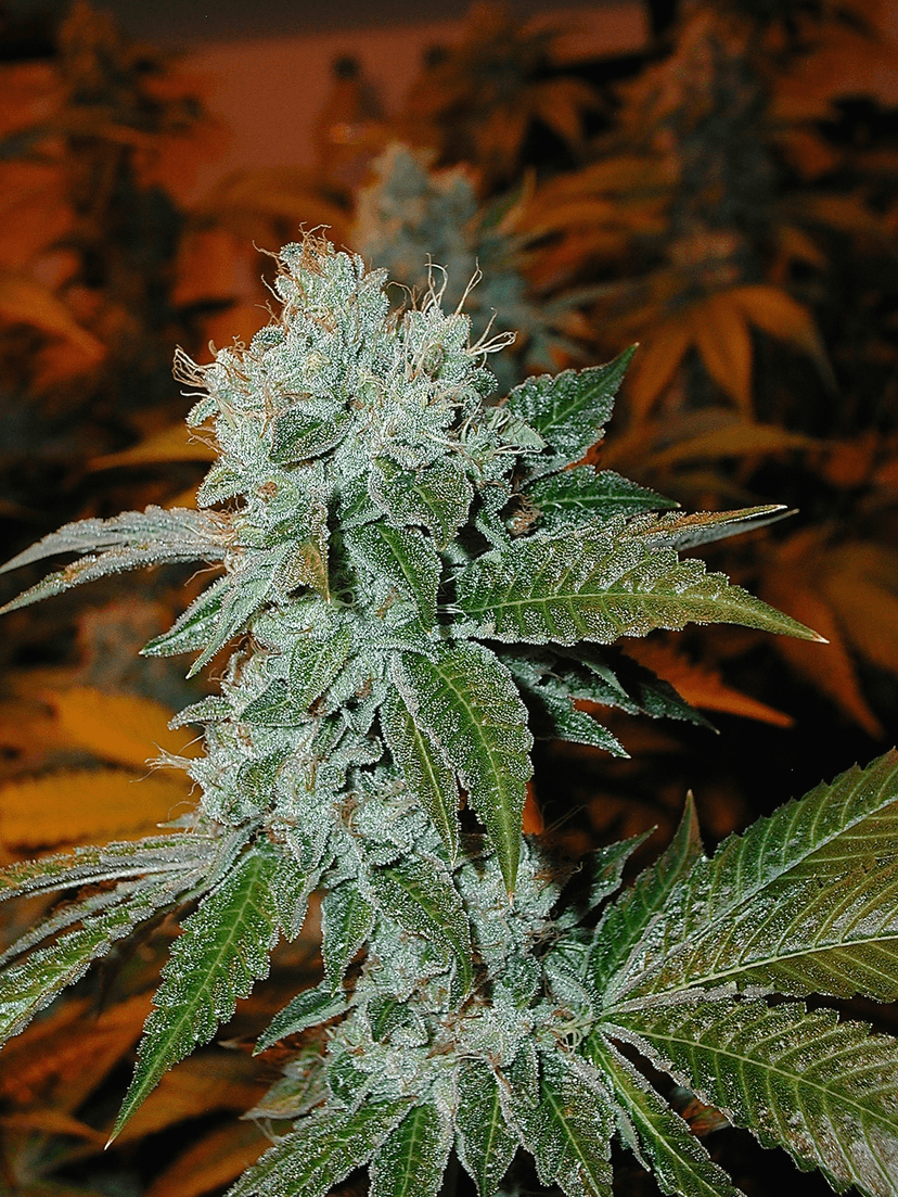 Cannabis close-up under warm grow lights