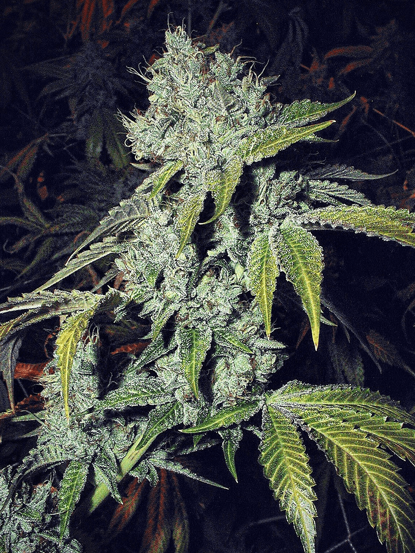 OG Kush cannabis plant close-up