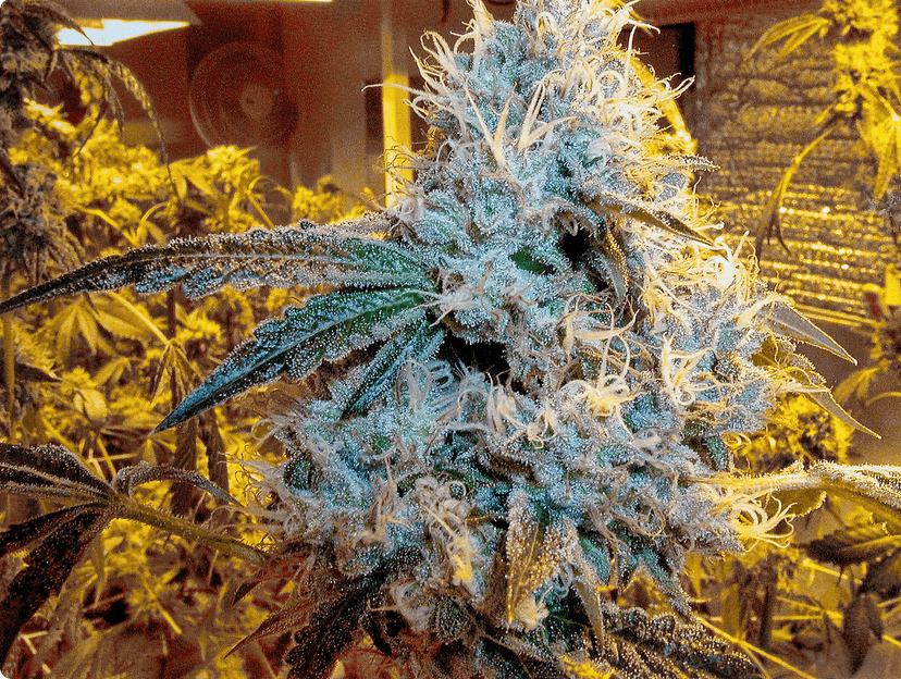 Cannabis plant in detail