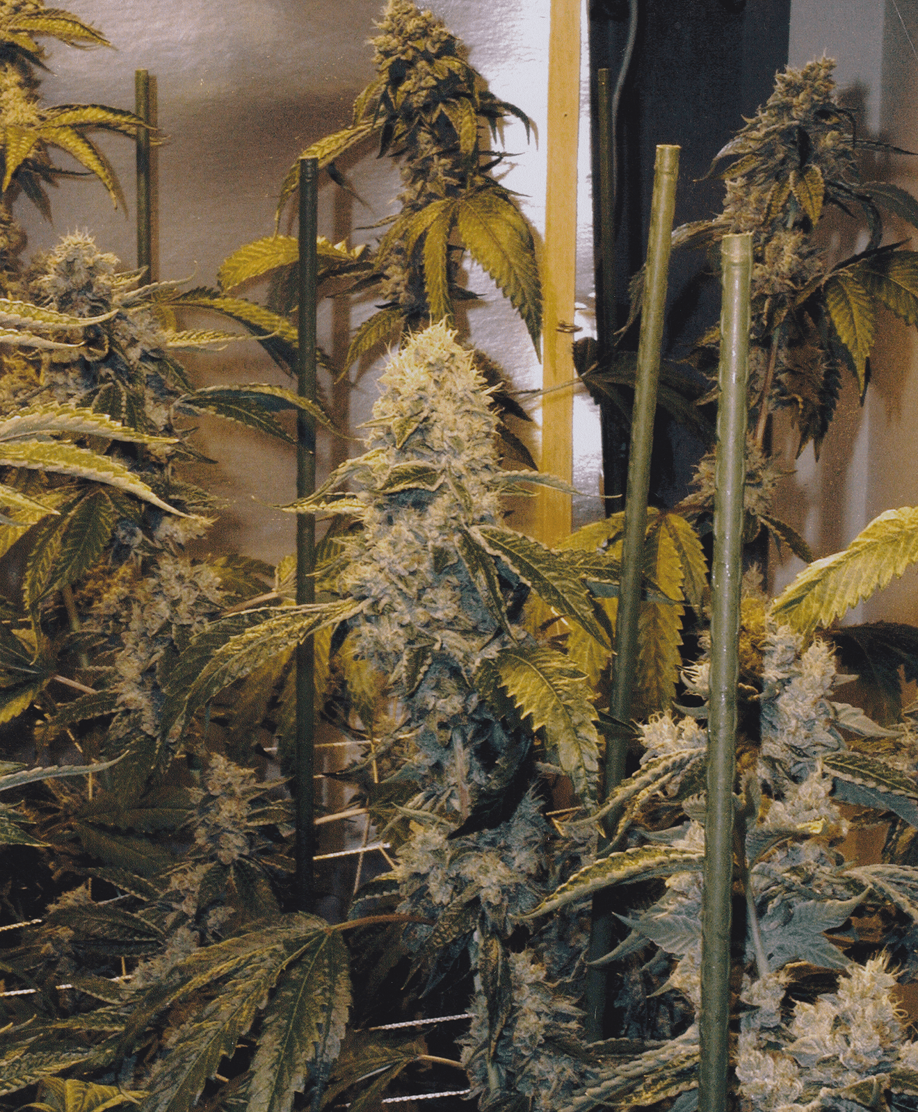 1999 OG Kush Woodrow Wilson Dr Hollywood Hills