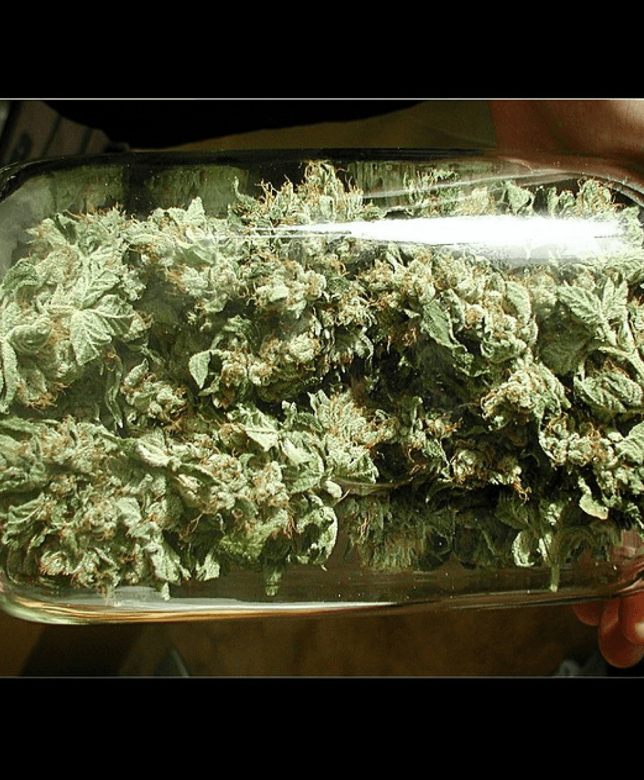 2001 OG Kush in glass jars