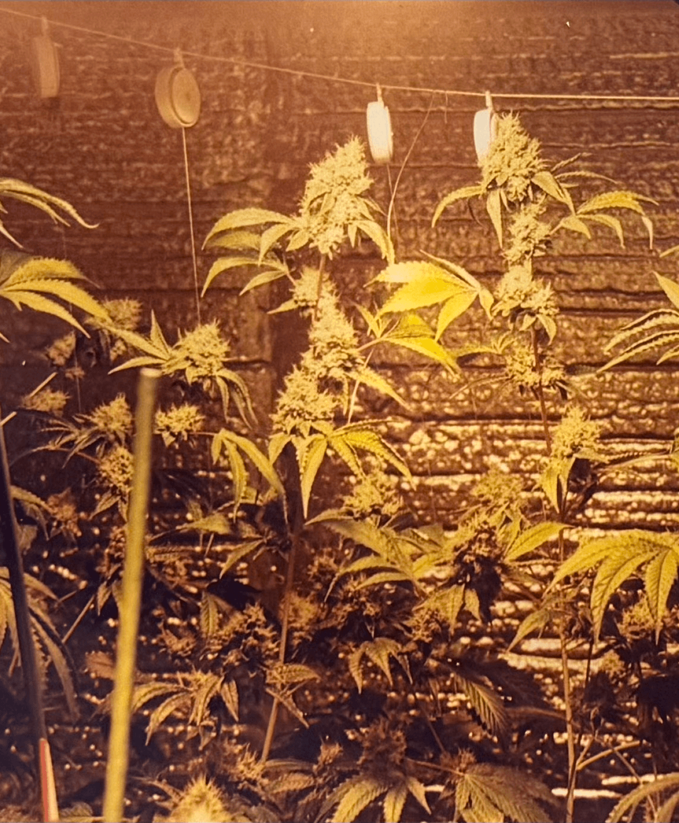 The Original OG Kush apartment grow 1999