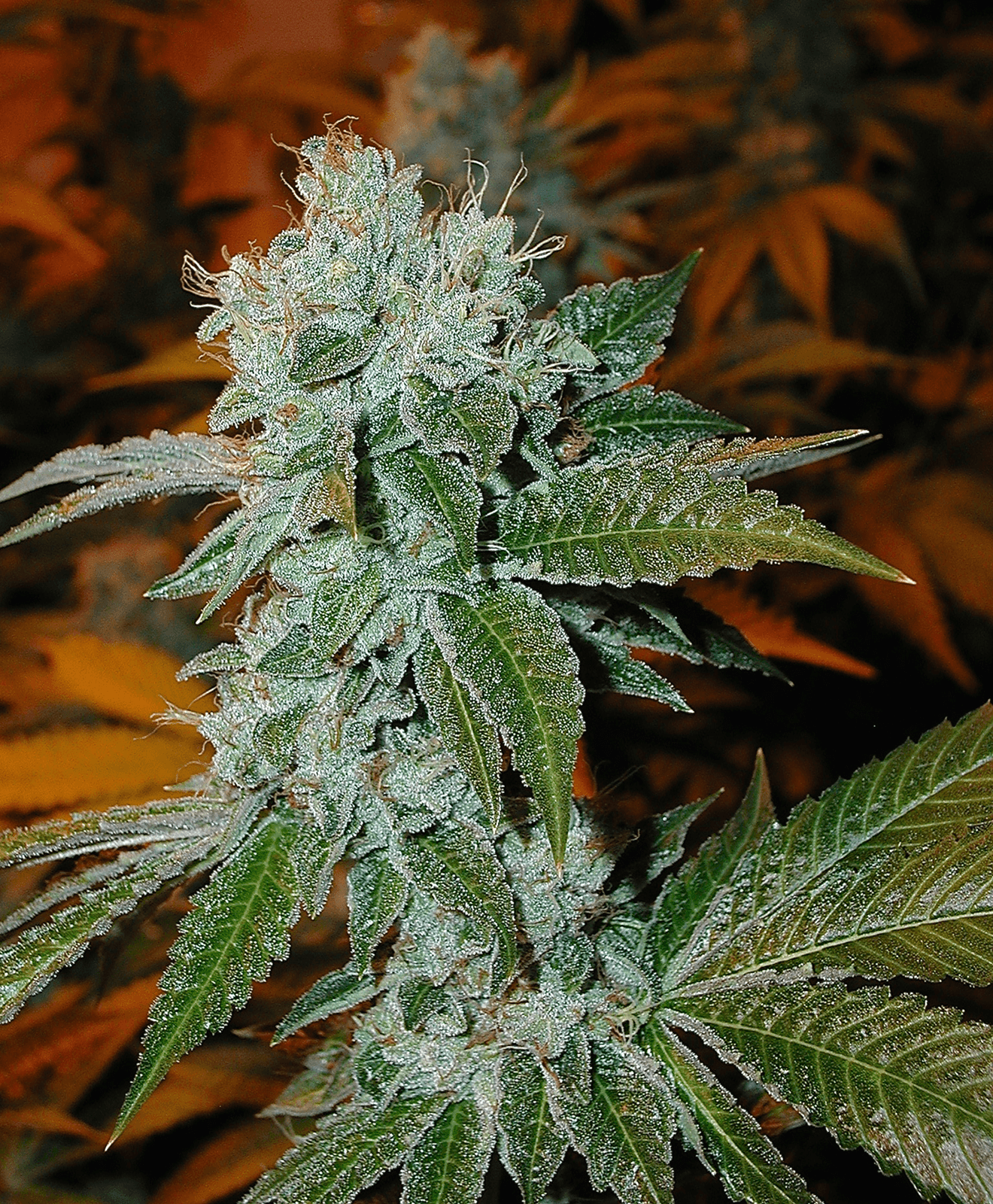 The Original OG Kush, Studio City CA Bakman House 2001