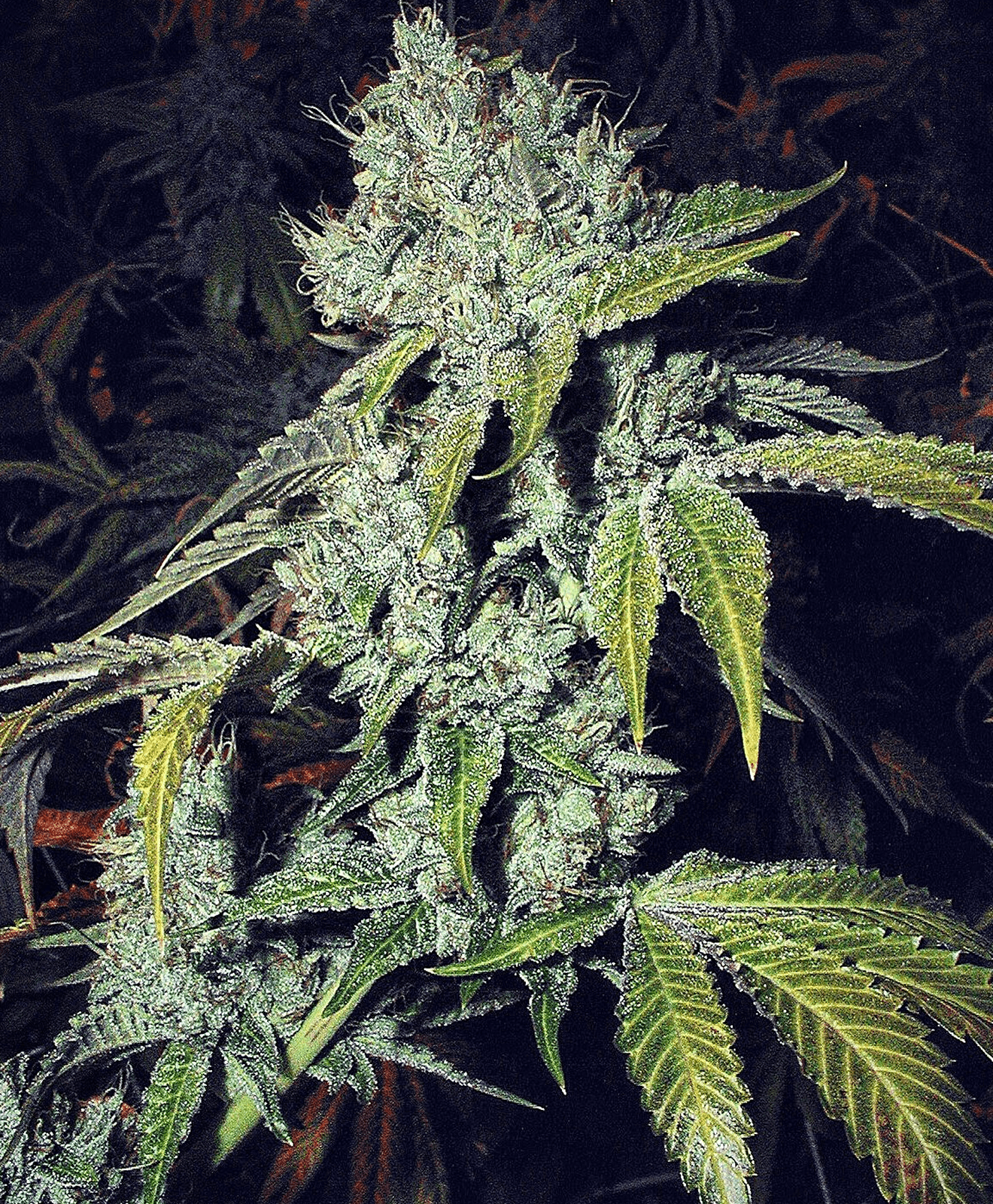 The Original OG Kush 2001