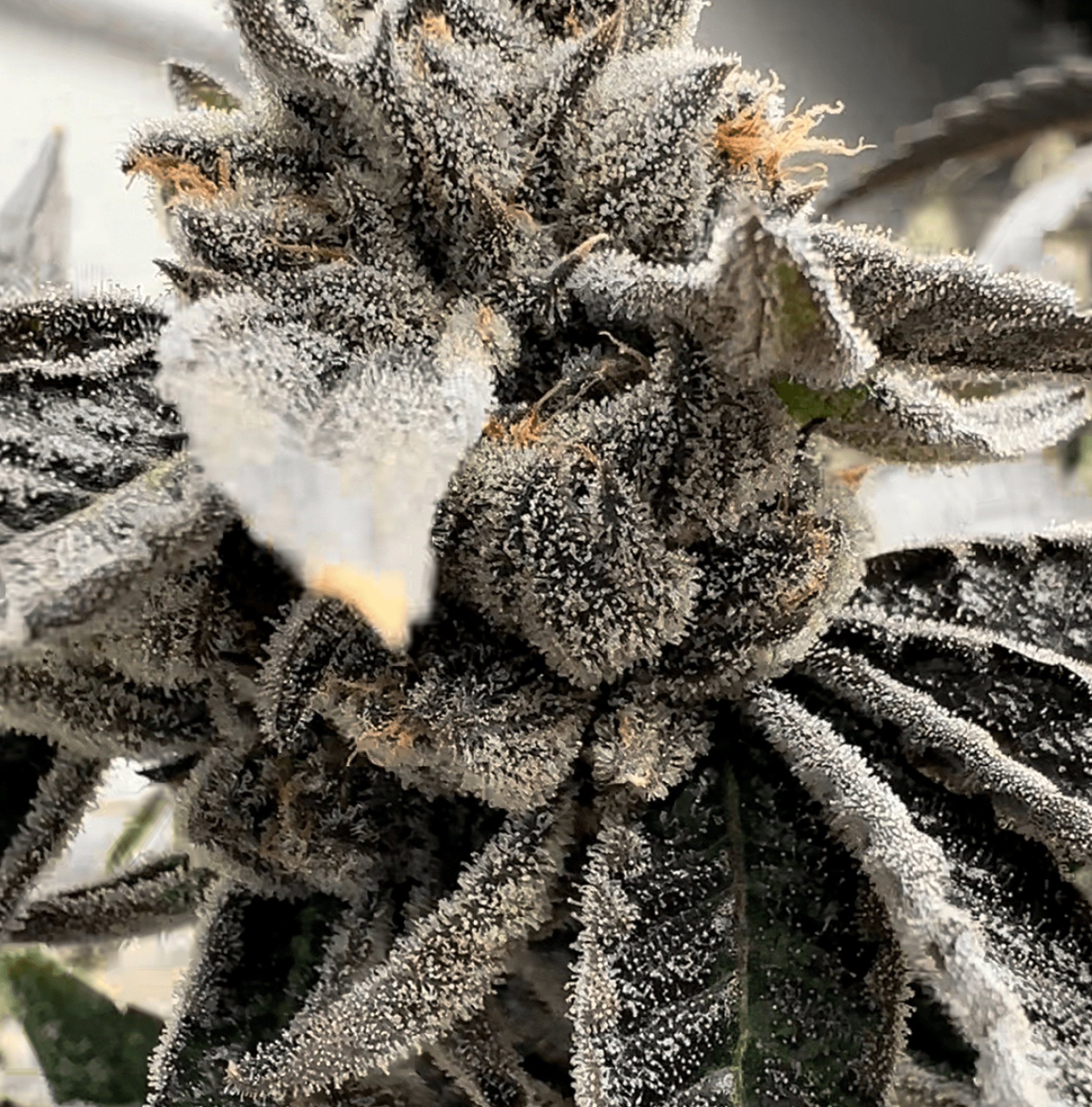 Ojos Locos bud photo 4