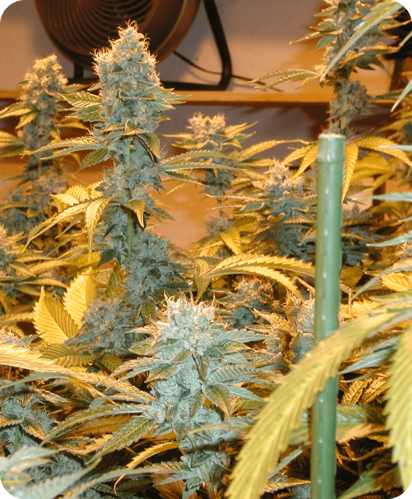 2000 OG Kush branch of a branch