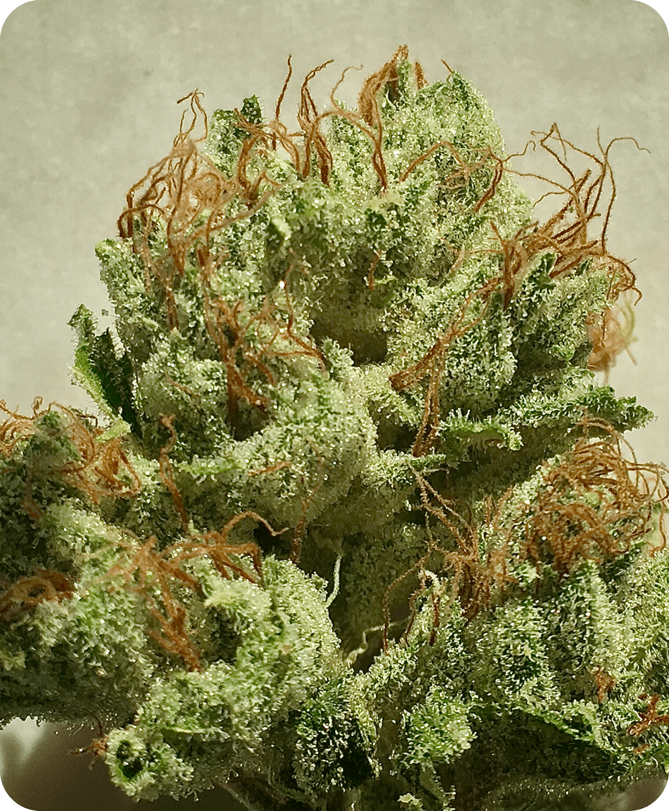 OG Kush 2007