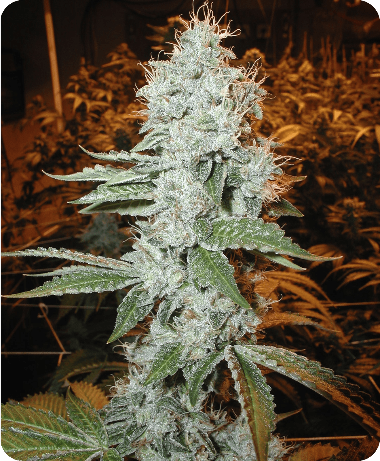 The Original OG Kush, Studio City CA 2001