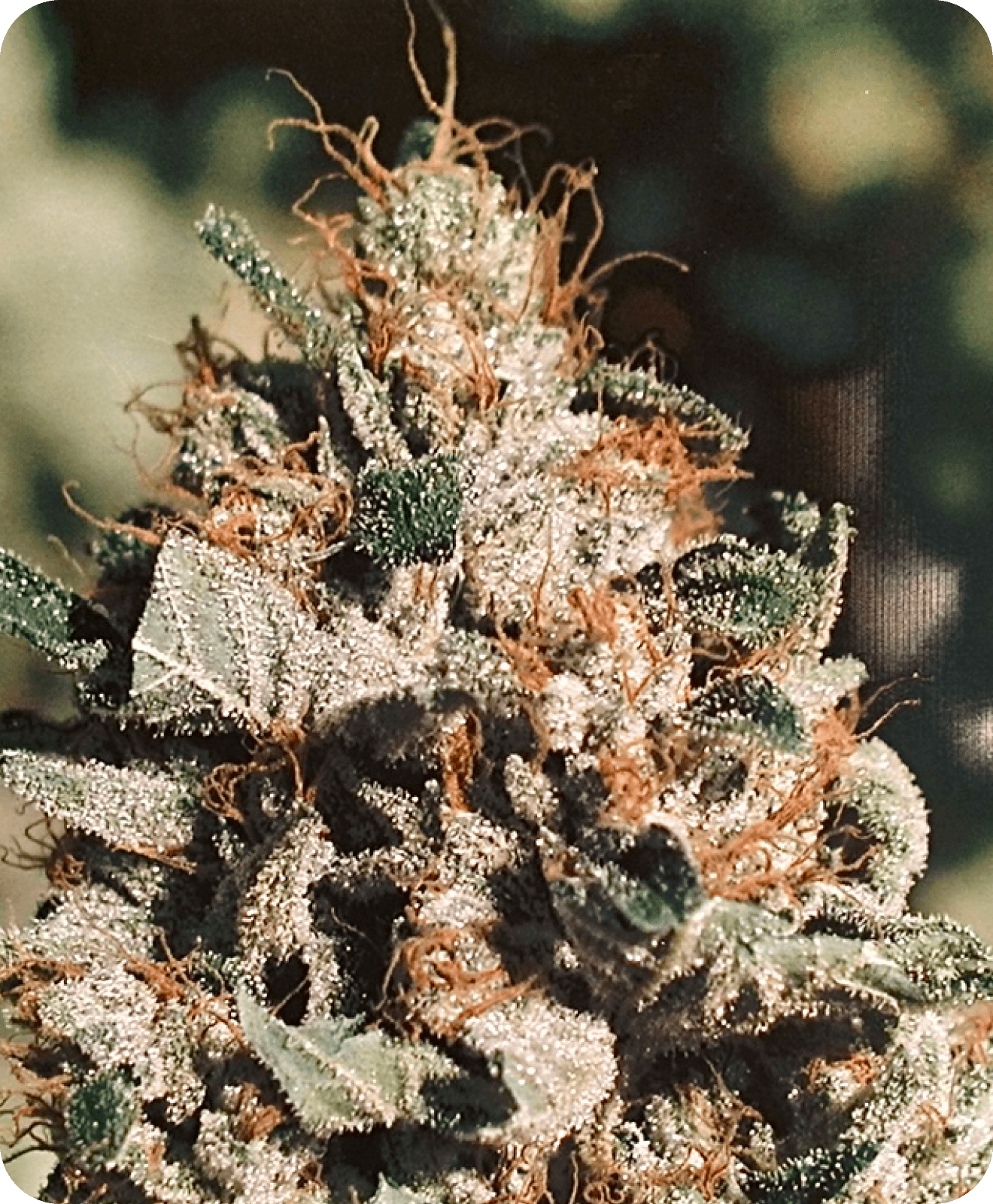 The Original OG Kush Hollywood Hills CA 2001