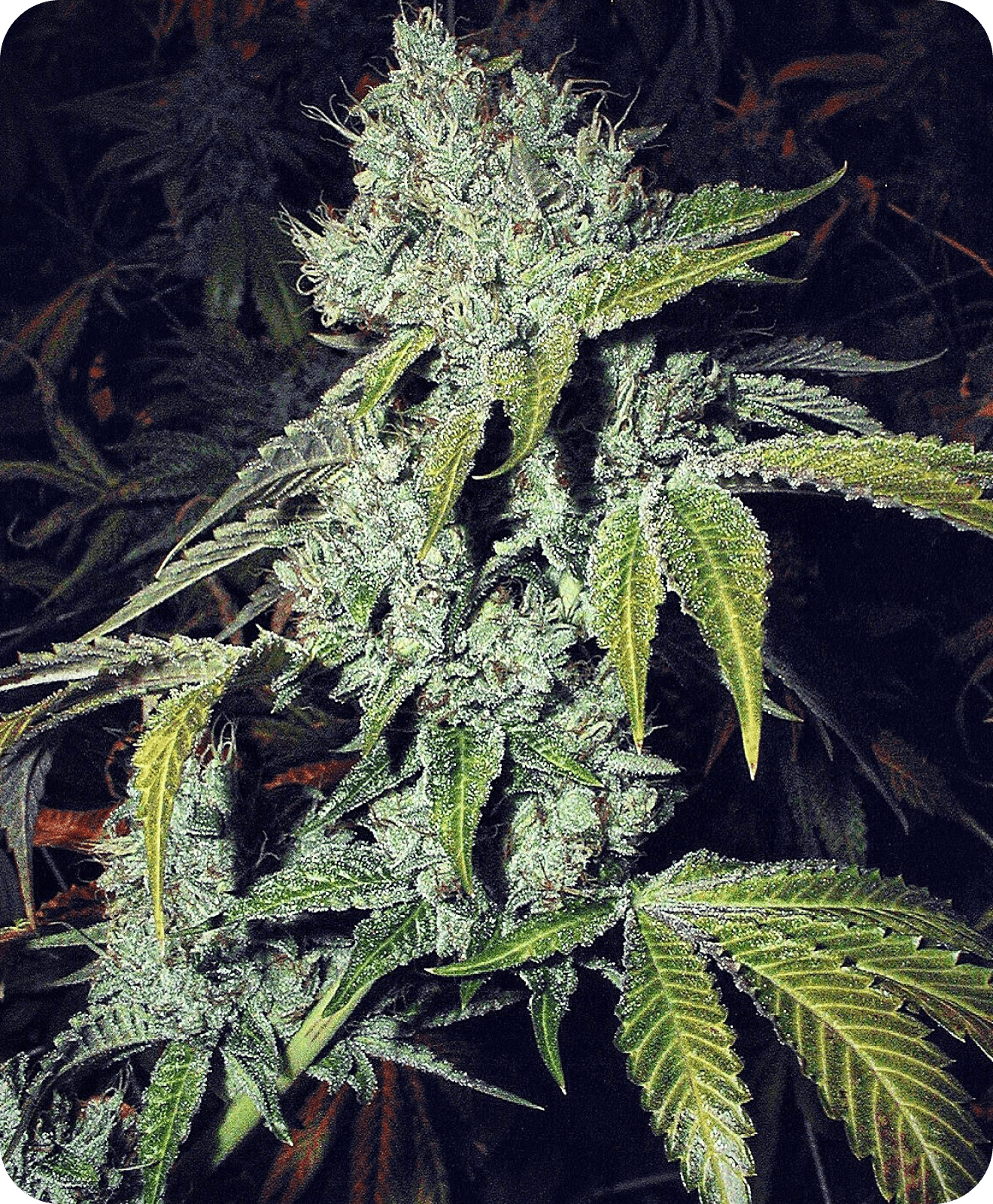 The Original OG Kush 2001