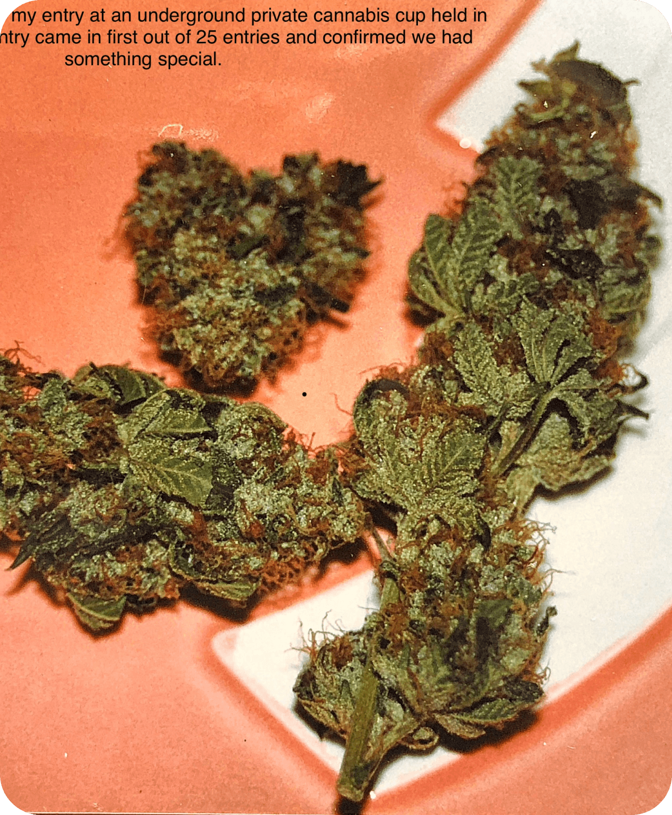 1997 OG Kush cannabis cup winning entry