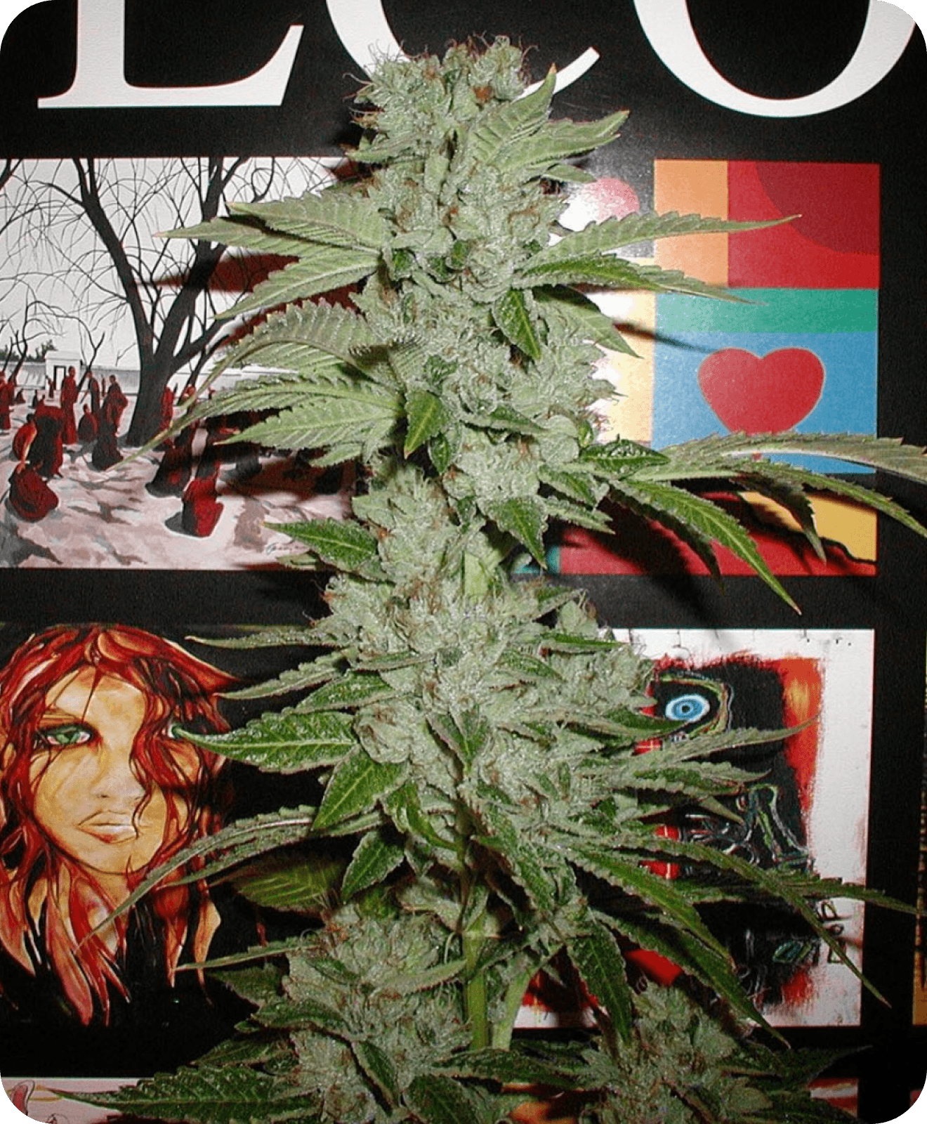 2002 OG Kush Hollywood Hills CA