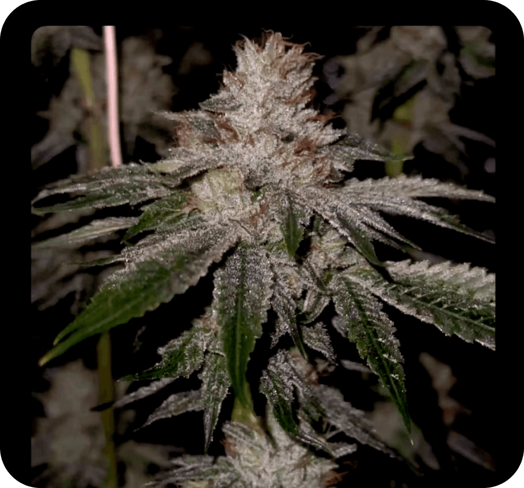 The OG KISS bud photo 1