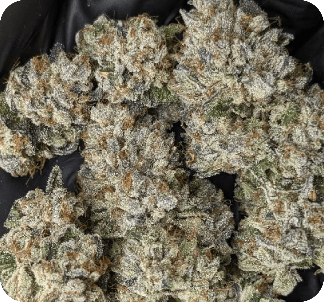 The OG KISS bud photo 2