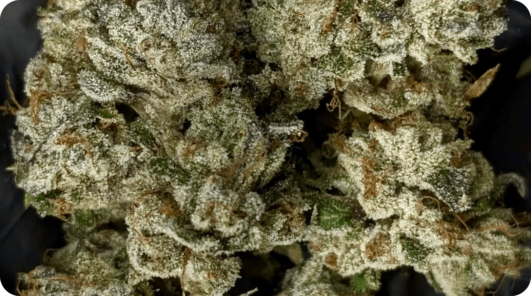The OG KISS bud photo 4