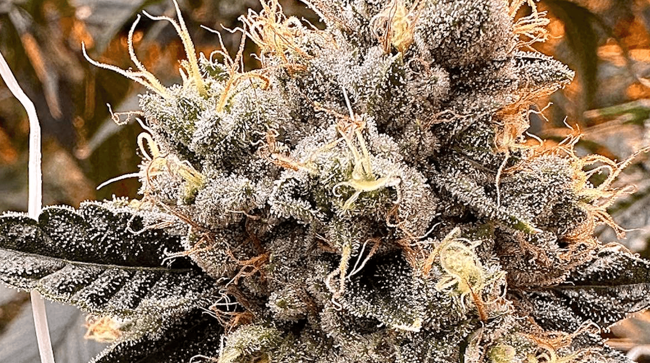 Kali Sour Kiss bud photo 4