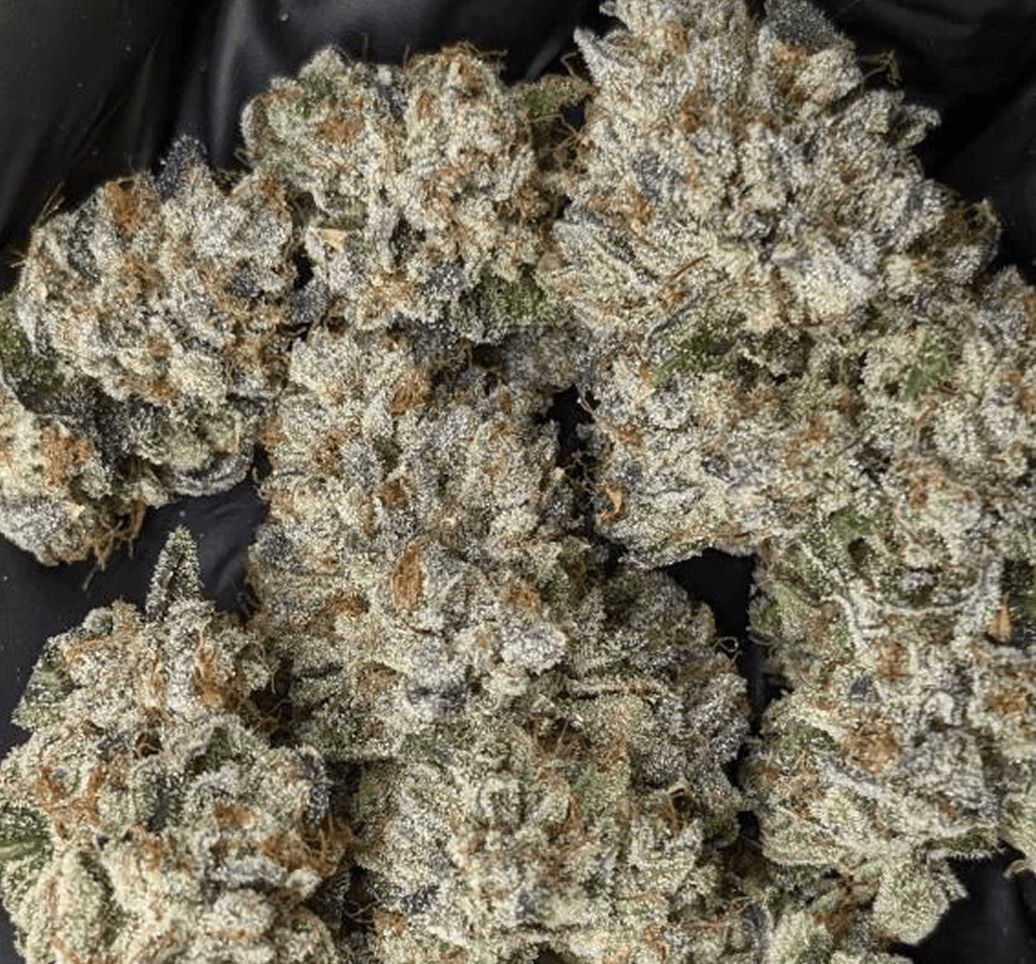 The OG KISS bud photo 2