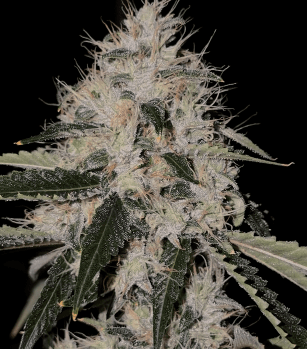 Skull Crusher bud photo 2