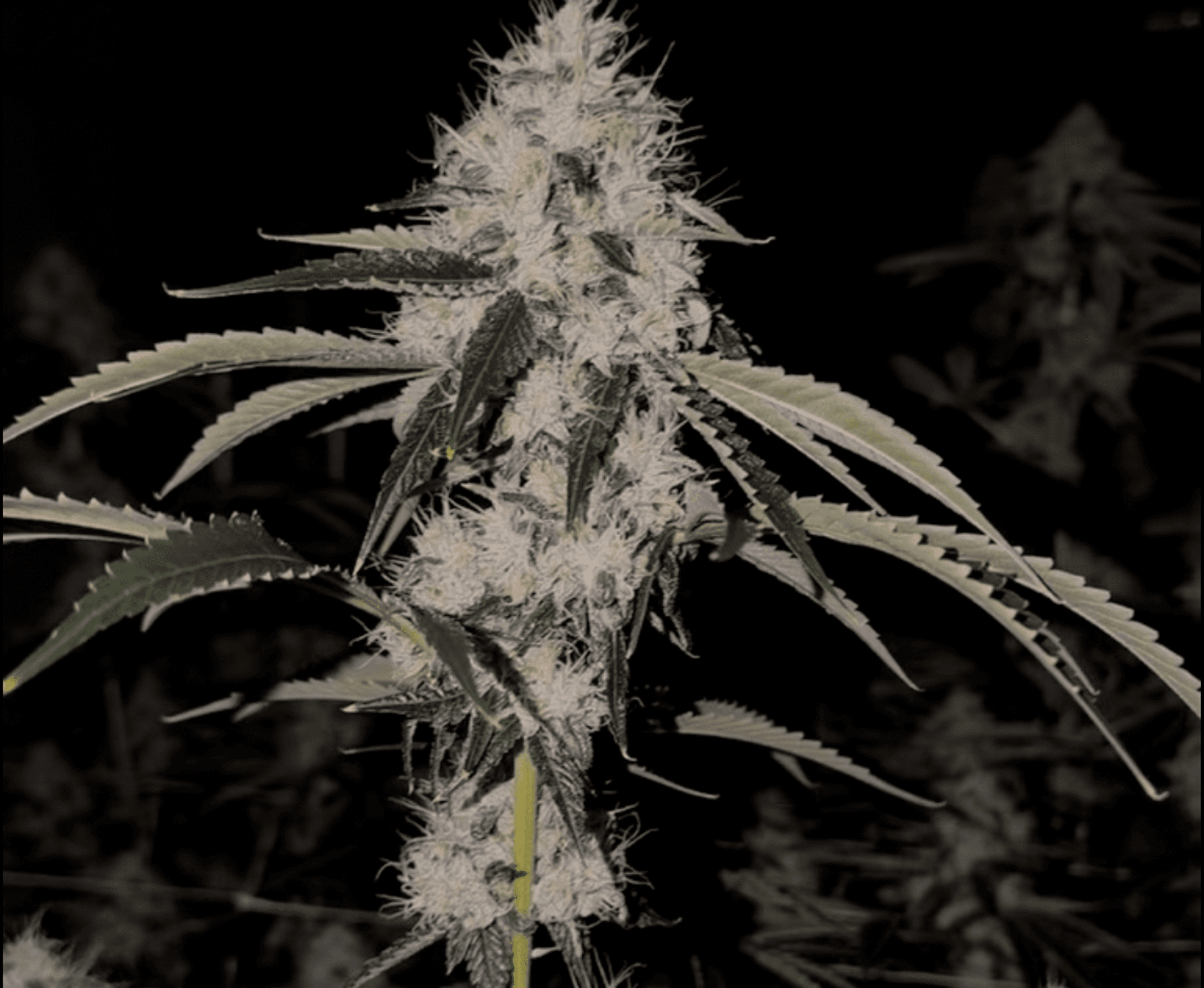 Skull Crusher bud photo 4