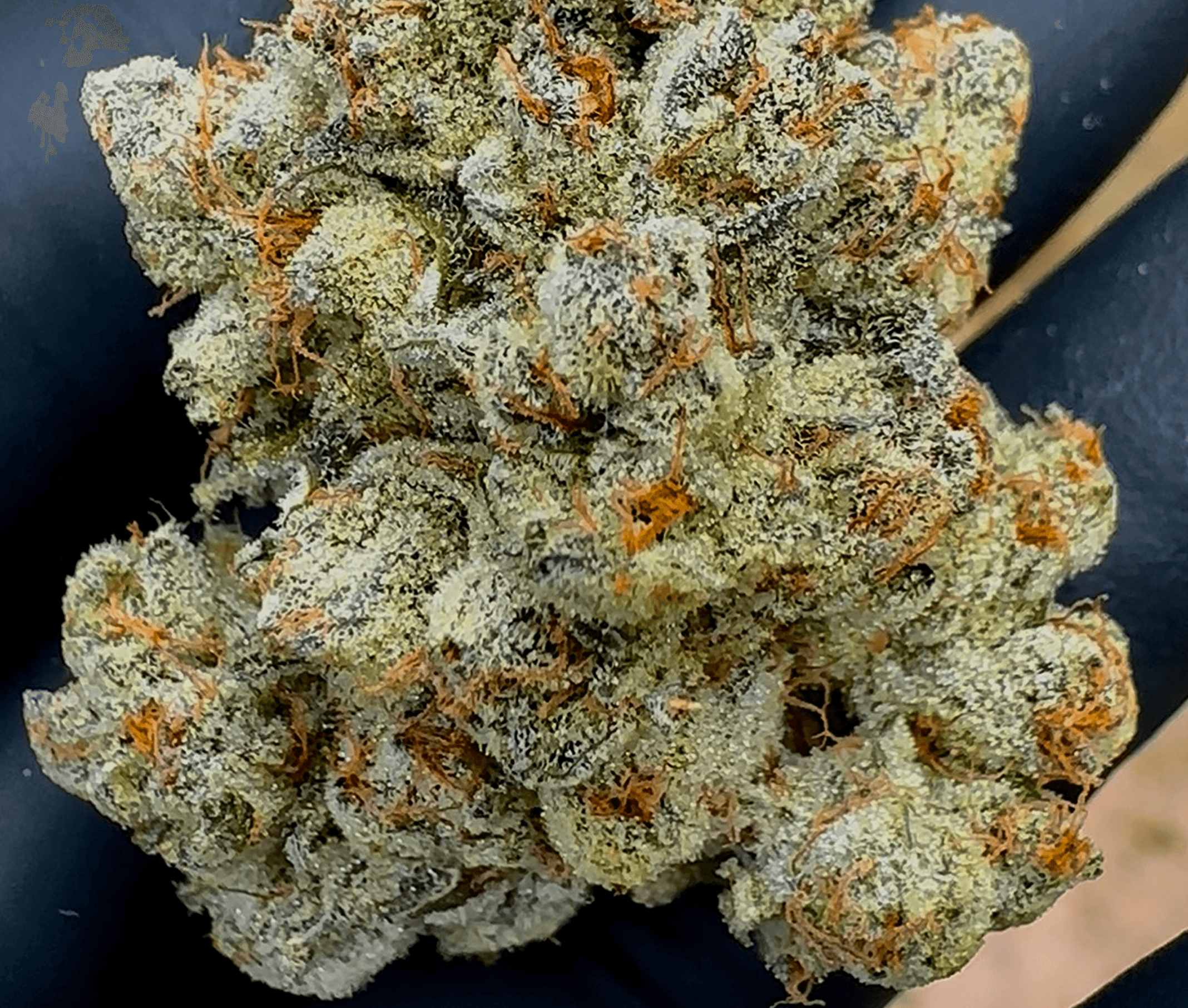 Animal Style bud photo 4