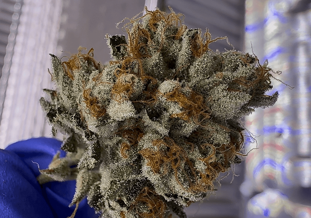 The Curse of Kush: Profile, Heritage & Evolution