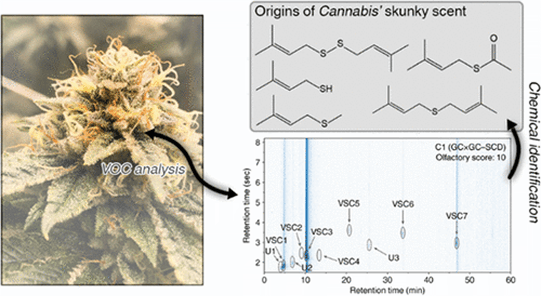 Identification of a New Family of Prenylated Volatile Sulfur Compounds in Cannabis